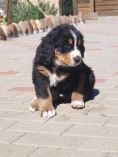 3 Berner Sennen Welpen suchen neuen Wirkungskreis 