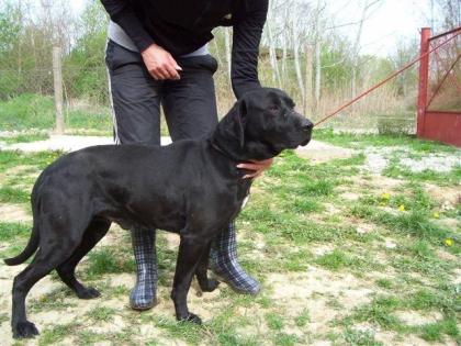 Freundlicher Labrador sucht dringend ein neues Zuhause!