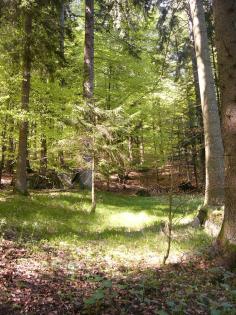 Waldgrundstück, Wald, Mischwald nähe Freyung zu tauschen