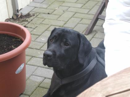 Suche für meinen Labrador Rüden Charly ein neues schönes Zuhause 