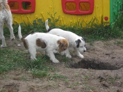 PARSON JACK RUSSELL TERRIER WELPEN