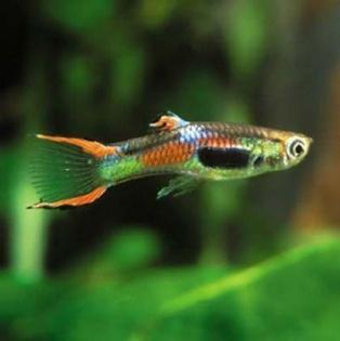 Endler Guppy Gruppe - Poecilia wingei