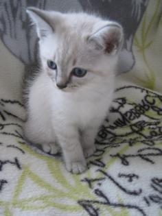 Reinr. Birma - Katzenmädchen 10 Wochen mit strahlend blauen Augen