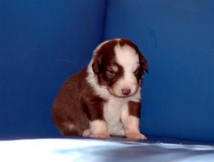 Australian Shepherd Welpen 