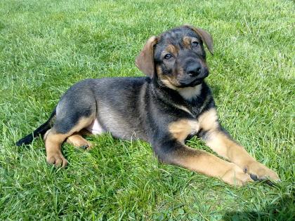 Rhodesion Ridgeback mit Schäferhundmischling