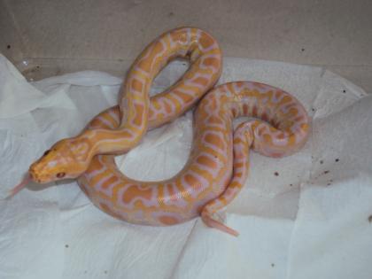 Wunderschöne Albino Tigerpythonbaby