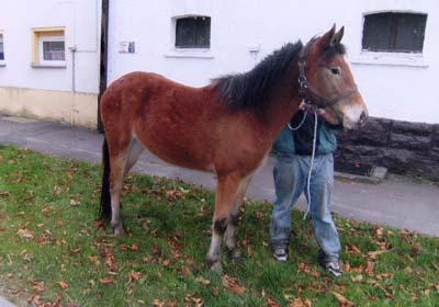 Appaloosa-Stute 