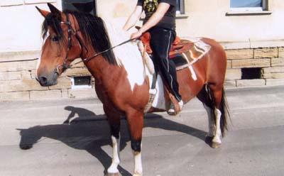 Pintostute für Western ausgebildet 