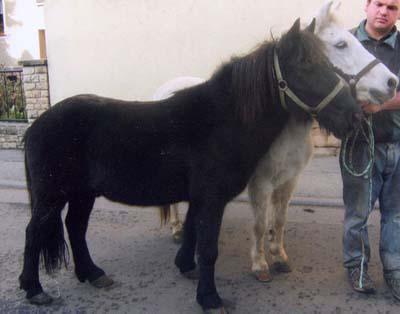 Gespann Kleinpferde 1.25 m groß 