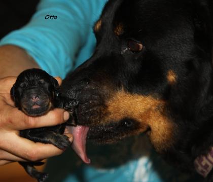 Juchuuuu unsere Kinder der Liebe sind da !!! *Rottweilerbabys*