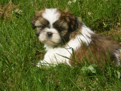 Shih Tzu Babys