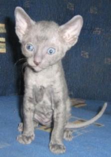 Cornish Rex  Baby sucht bald ein neues Zuhause