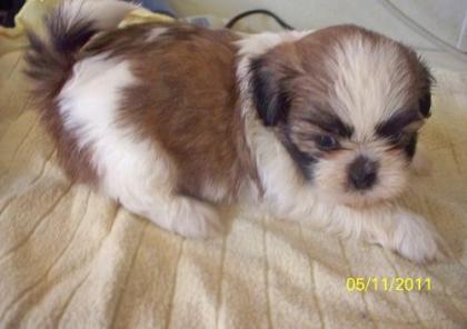 Shih tzu welpen