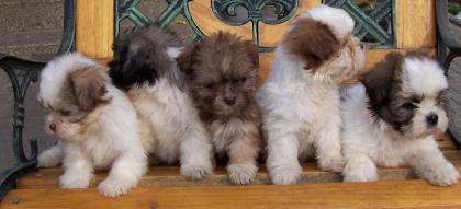 Shih-Tzu x Mini Mix malteze welpen