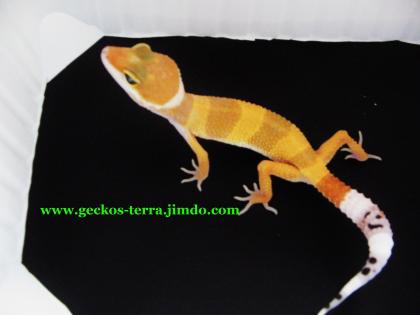 Leopardgeckos