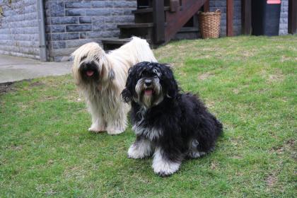 Tibet-Terrier Nachwuchs erwartet