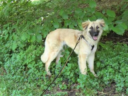 Junghündin Acacia (Golden Retriever-Schäferhund Mischling) sucht ein Zuhause!