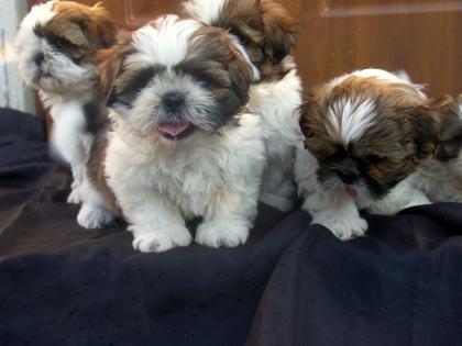 Welpen Shih Tzu