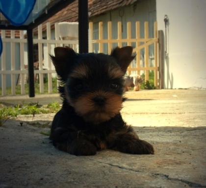 Yorkshire Terrier Welpen VDH/FCI