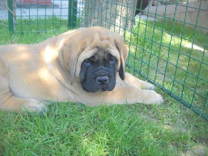 Englischer Mastiff Welpen zu verkaufen