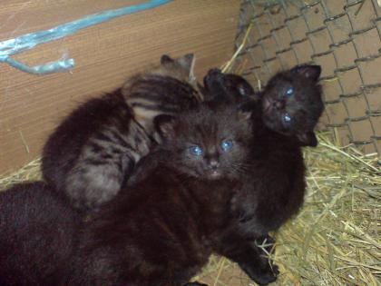 Katzenbabys suchen neues zuhause