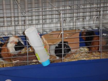 Verschenke drei Meerschweinchen