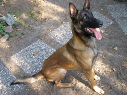 Malinois 10 monate Rüde