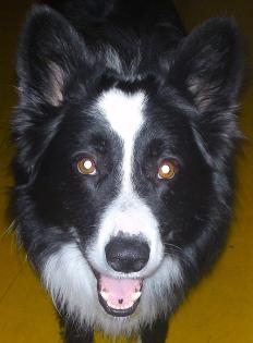 Border Collie Pino