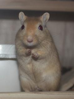 Meine zwei Rennmausmännchen, Whiskey und Momo in gute Hände abzugeben