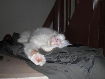 Türkische Angora mit Eisblauen Augen abzugeben   