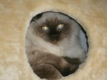 Ragdoll Kater abzugeben