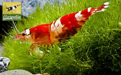 Crystal Red Garnele - Red Bee Shrimp K 0