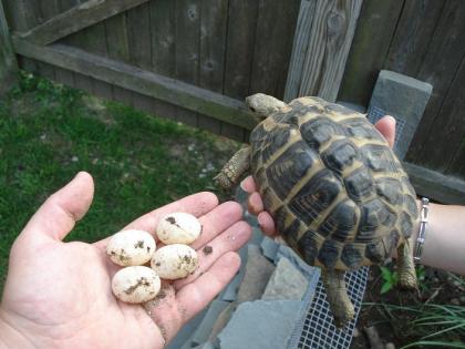 Schildkröten zum Verkauf