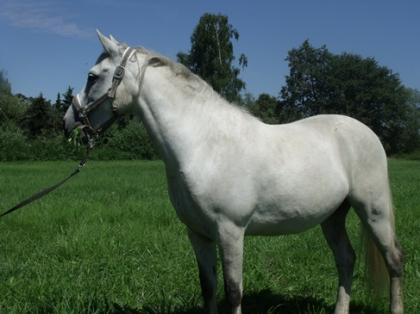 Pony Wallach zu Verkaufen