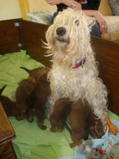 IRISH SOFTCOATED WHEATEN TERRIER