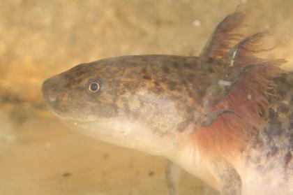 Axolotl, Ambystoma mexicanum