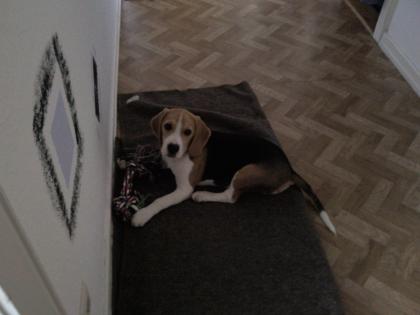 Beagle sucht neues zuhause !