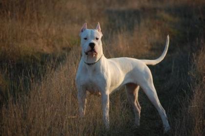 Dogo Argentino wunderbare und kerngesunde Welpen