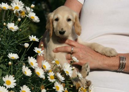 Afghanischer Windhund