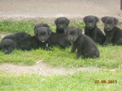 7 süsse schwarzen Labrador Babys zvk mit gratis Lieferung!