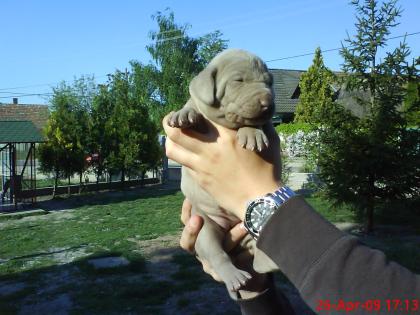 Weimaranerwelpen zu verkaufen