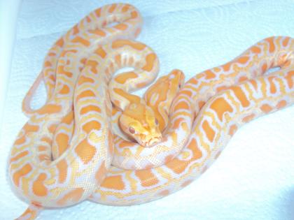 Albino Tigerpython 