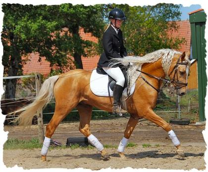 Traumhafter Araber -Partbred Goldpalomino deckt