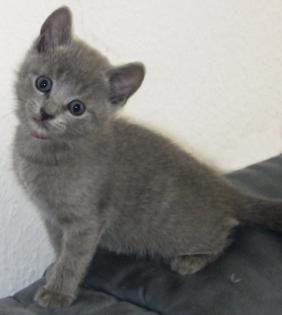 Russisch Blau Kitten