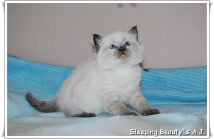 Süße Ragdoll Katerchen mit Stammbaum suchen Kuschelplatz