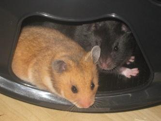 Goldhamsterkinder suchen ein neues Zuhause