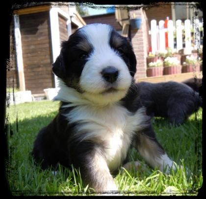 Australian Shepherd Welpen