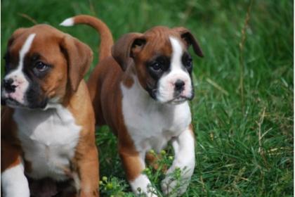 Ausgefallen schöne Boxer-Welpen