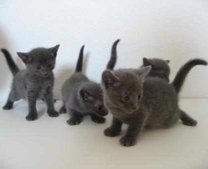 Russisch Blau Kitten