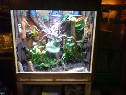 Malachit Stachelleguan Gruppe 1,2 (sceloporus malachiticus) mit Terrarium 100x60